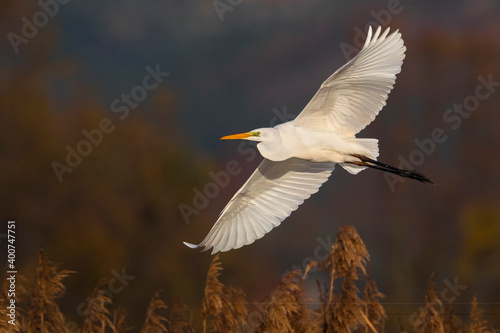 Grote Zilverreiger; Great White Egret; Ardea alba