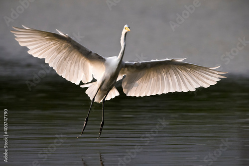Billede på lærred Grote Zilverreiger; Great White Egret; Ardea alba