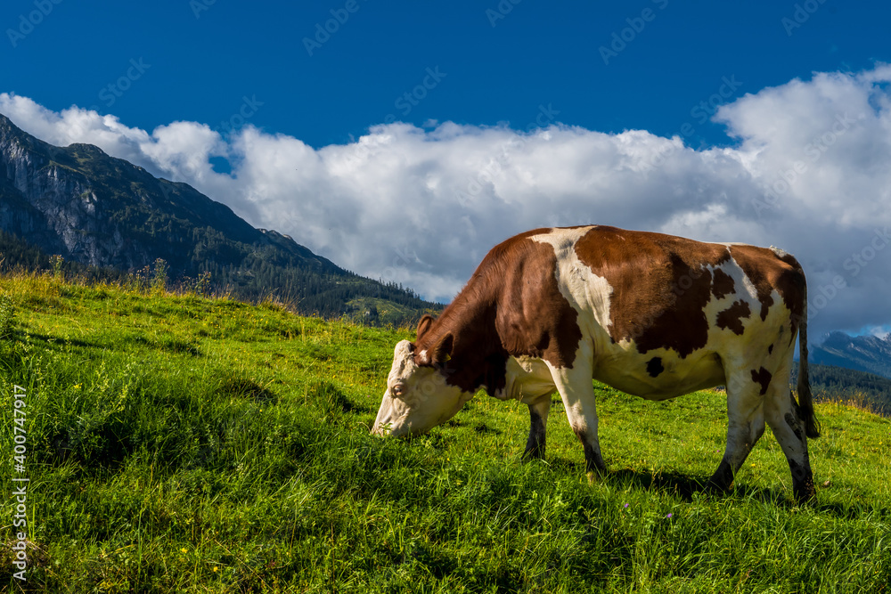 Cows On Alpine Pasture In The Alps Of Austria