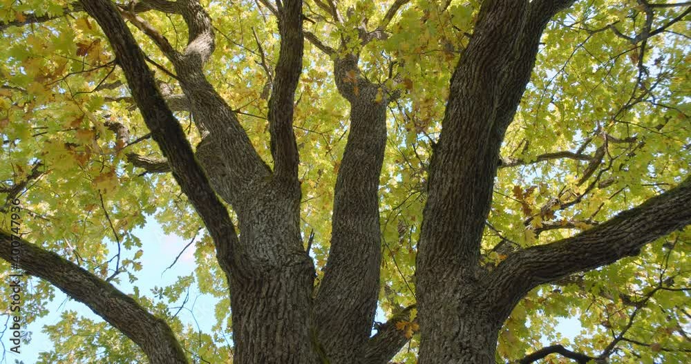 Old oak tree with strong trunk and branches and colorful leaves low angle view Old oak tree with strong trunk and branches and colorful leaves low angle view