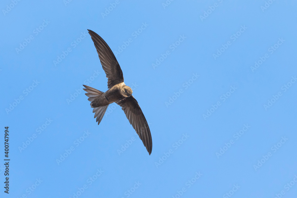 Obraz premium Kaapverdische Gierzwaluw; Cape Verde Swift; Alexander's Swift, Apus alexandri