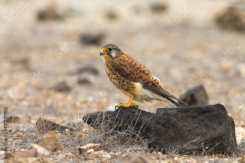 Alexander Torenvalk; Alexander's Kestrel; Falco alexandri photo