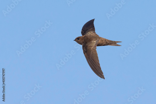 Kaapverdische Gierzwaluw; Cape Verde Swift; Alexander's Swift, Apus alexandri