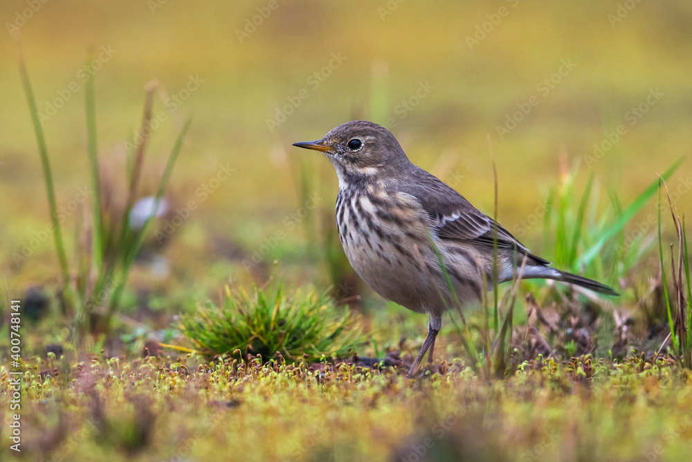 Amerikaanse Waterpieper, American Buff-bellied Pipit , Anthus rubescens rubescens Amerikaanse Waterpieper, American Buff-bellied Pipit , Anthus rubescens rubescens