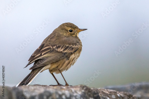 Amerikaanse Waterpieper; American Buff-bellied Pipit; Anthus rubescens rubescens