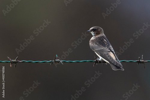 Amerikaanse Klifzwaluw, Cliff Swallow, Petrochelidon pyrrhonota photo