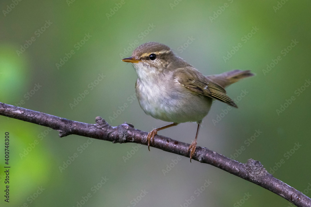 Arctic Warbler, Noordse Boszanger, Phylloscopus borealis Arctic Warbler, Noordse Boszanger, Phylloscopus borealis