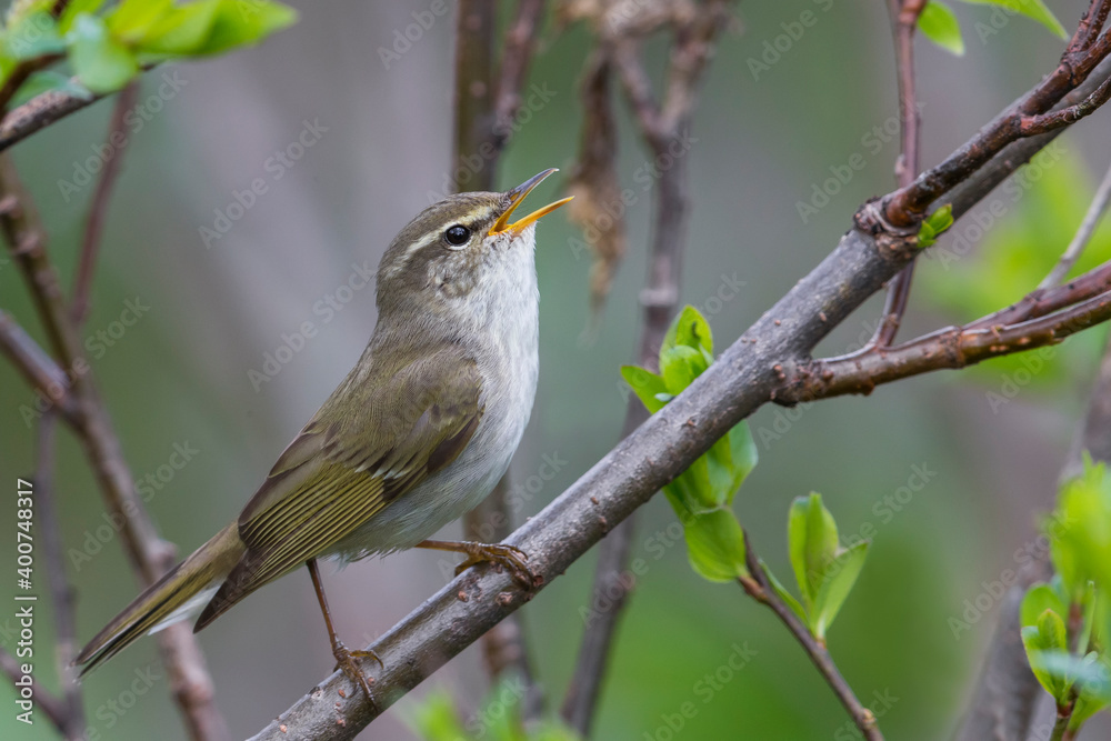 Arctic Warbler, Noordse Boszanger, Phylloscopus borealis Arctic Warbler, Noordse Boszanger, Phylloscopus borealis