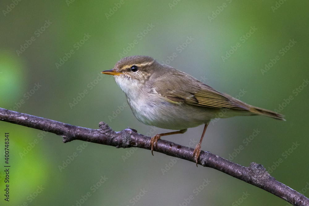 Arctic Warbler, Noordse Boszanger, Phylloscopus borealis