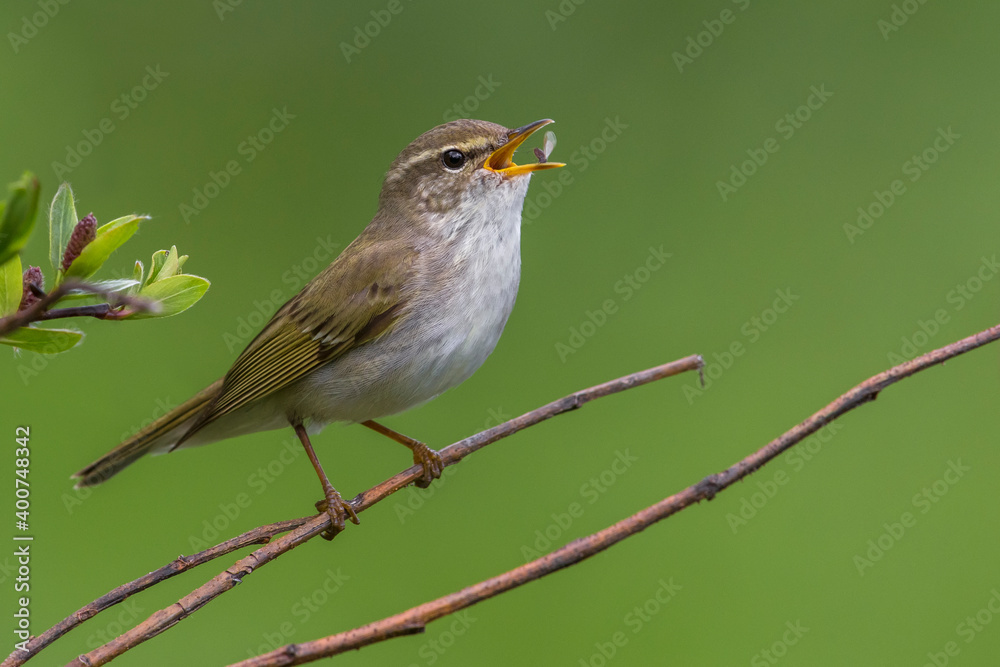 Arctic Warbler, Noordse Boszanger, Phylloscopus borealis