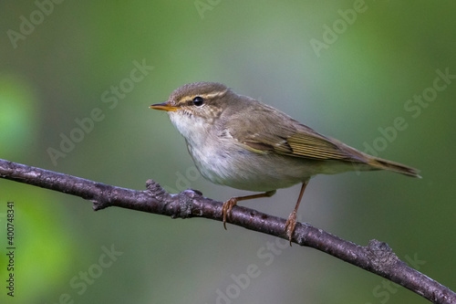 Obraz na płótnie Arctic Warbler, Noordse Boszanger, Phylloscopus borealis w salonie