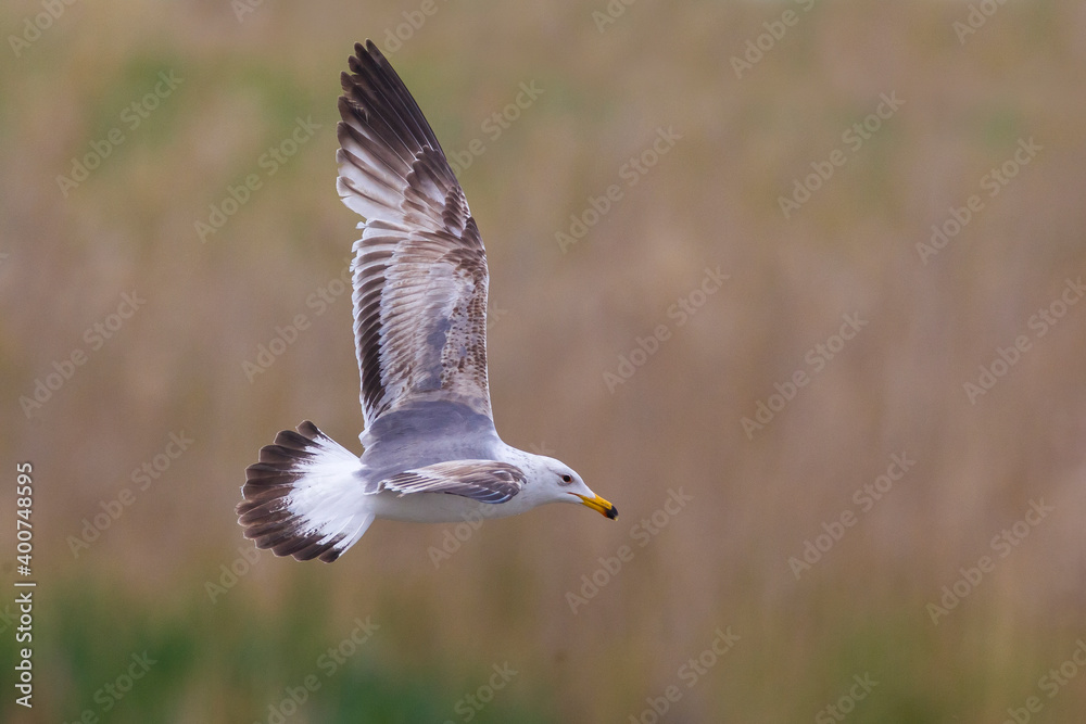 Armeense Meeuw, Armenian Gull, Larus armenicus Armeense Meeuw, Armenian Gull, Larus armenicus