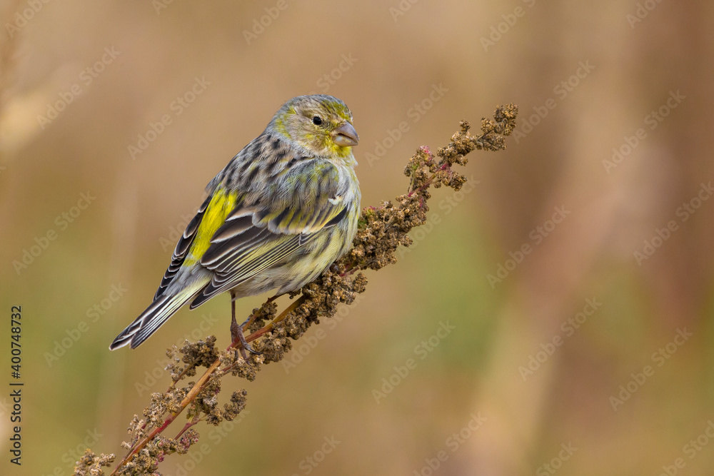 Obraz premium Atlantic Canary, Kanarie, Serinus canaria