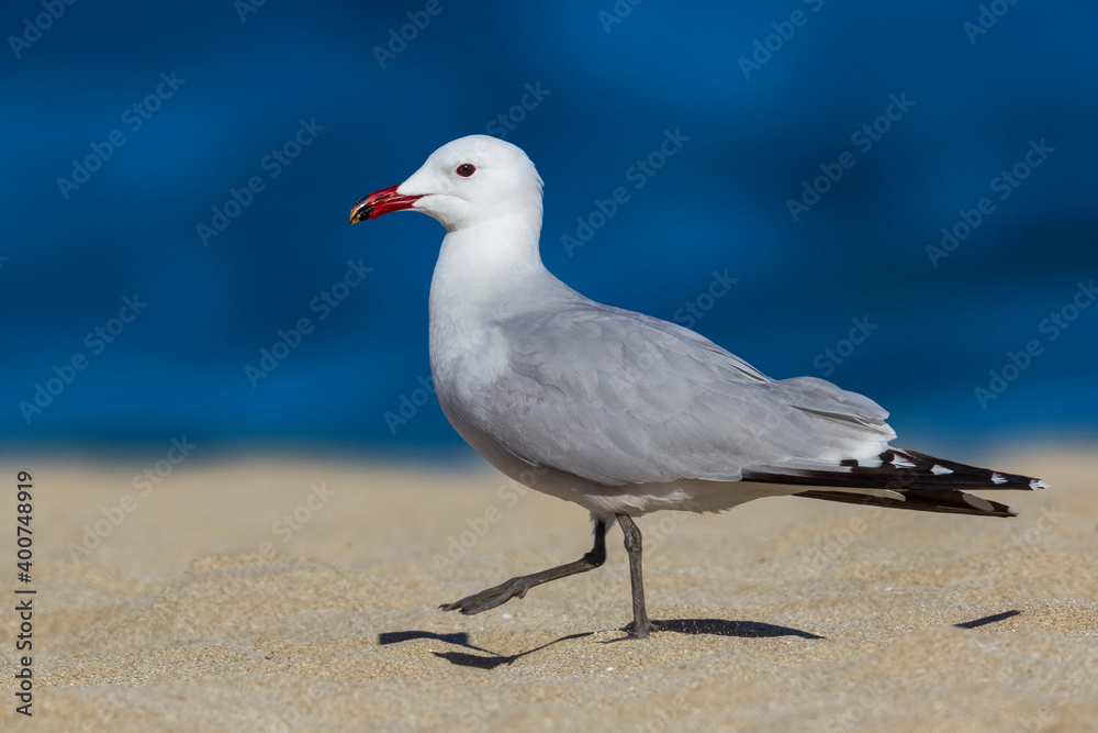 Audouins Meeuw, Audouin's Gull; Ichthyaetus audouinii Audouins Meeuw, Audouin's Gull; Ichthyaetus audouinii