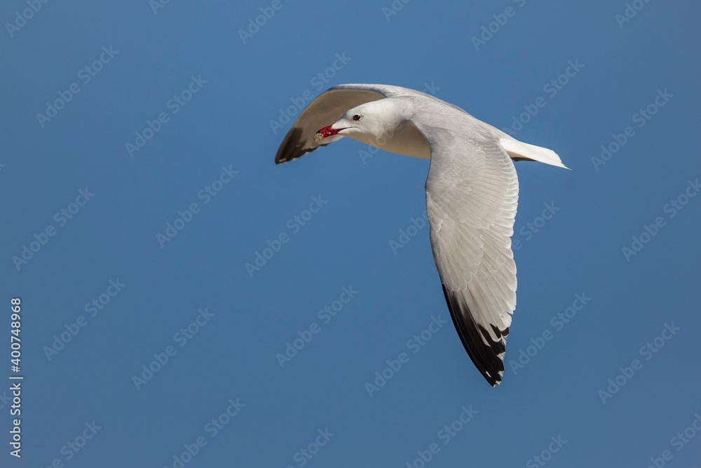 Audouins Meeuw, Audouin's Gull; Ichthyaetus audouinii Audouins Meeuw, Audouin's Gull; Ichthyaetus audouinii