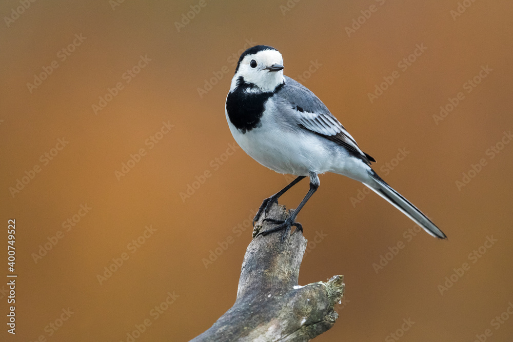 Naklejka premium Witte kwikstaart; White Wagtail; Motacilla alba
