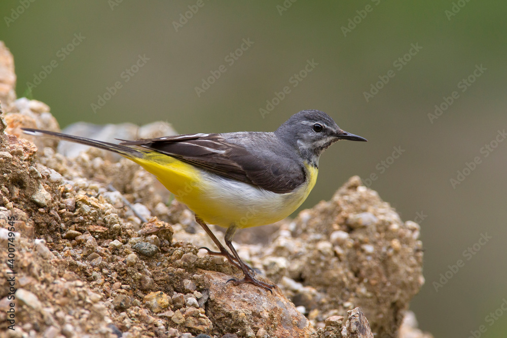 Grote Gele Kwikstaart; Grey Wagtail; Motacilla cinerea Grote Gele Kwikstaart; Grey Wagtail; Motacilla cinerea
