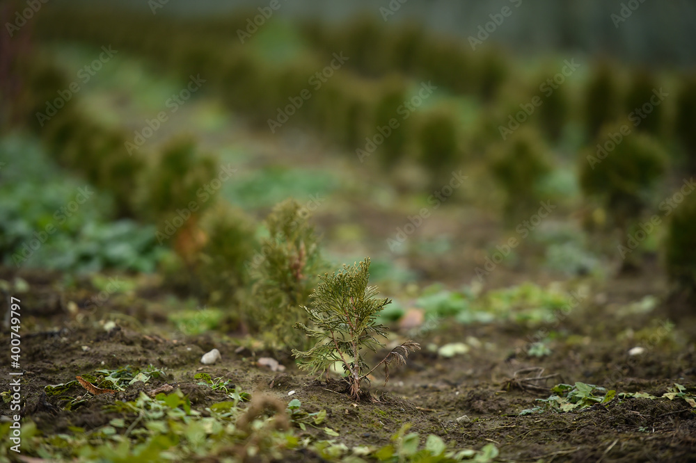 Plantation of young fir trees near Christmas time Plantation of young fir trees near Christmas time