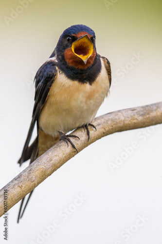 Boerenzwaluw, Barn Swallow, Hirundo rustica photo