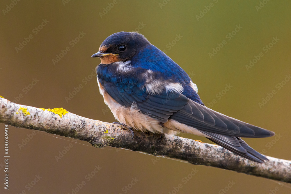 Boerenzwaluw, Barn Swallow, Hirundo rustica Boerenzwaluw, Barn Swallow, Hirundo rustica