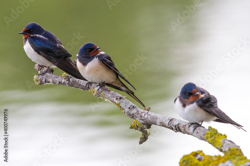 Boerenzwaluw, Barn Swallow, Hirundo rustica photo