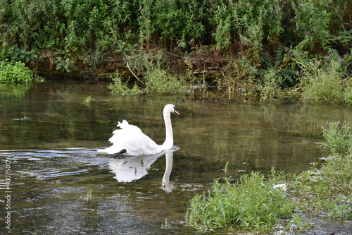 cisne en lago