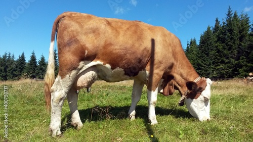 Cow on a summer mountain pasture. Krkonose, Czech Republic. © Ladislav