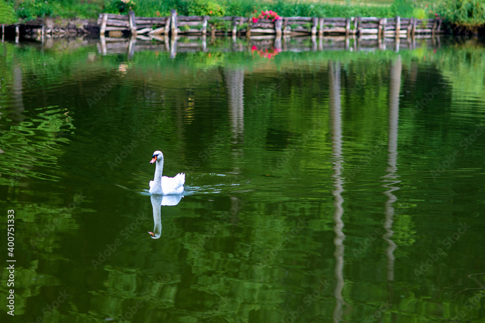 Swan on a forest lake Swan on a forest lake