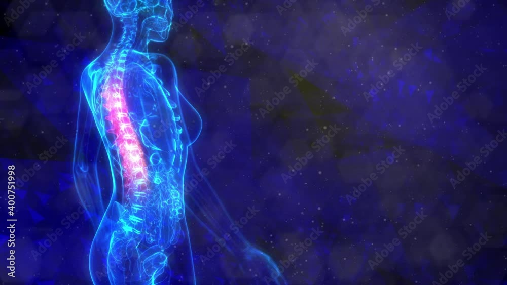 Thoracic, middle part of human spine on x-ray body - human body