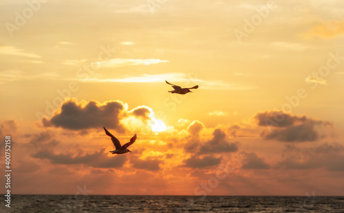 seagulls flight over the ocean in front of a sunset © danimages