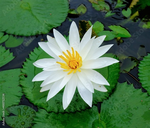 This white lotus flower is found in swamps near urban areas  so beautiful and pretty