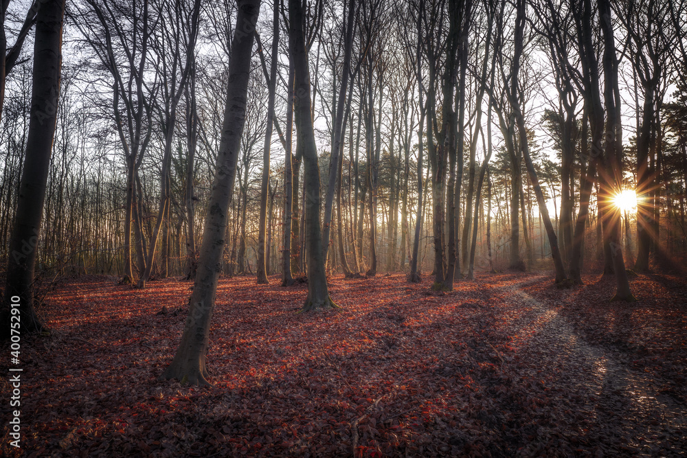 Obraz premium A sunlit forest on a December morning in an autumnal atmosphere