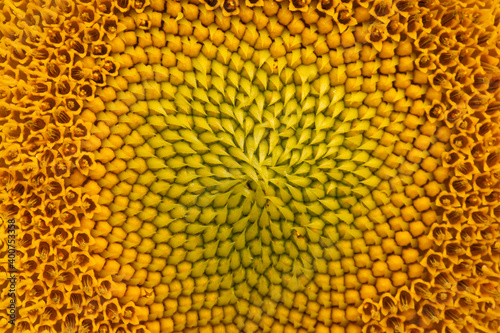 Sunflower close up. The center of a sunflower.