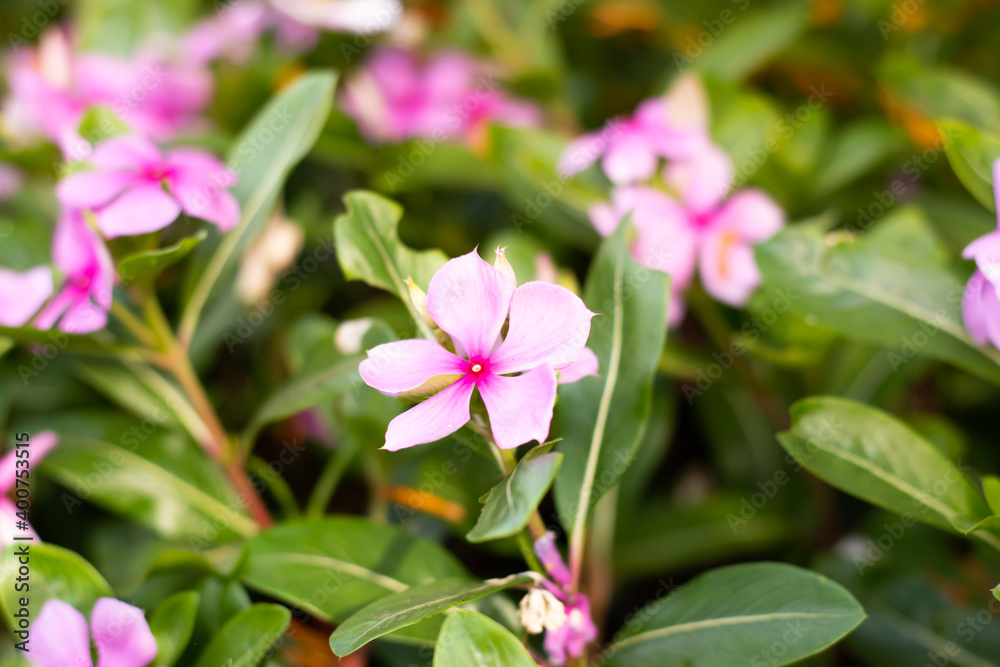 pink flowers on field nature.