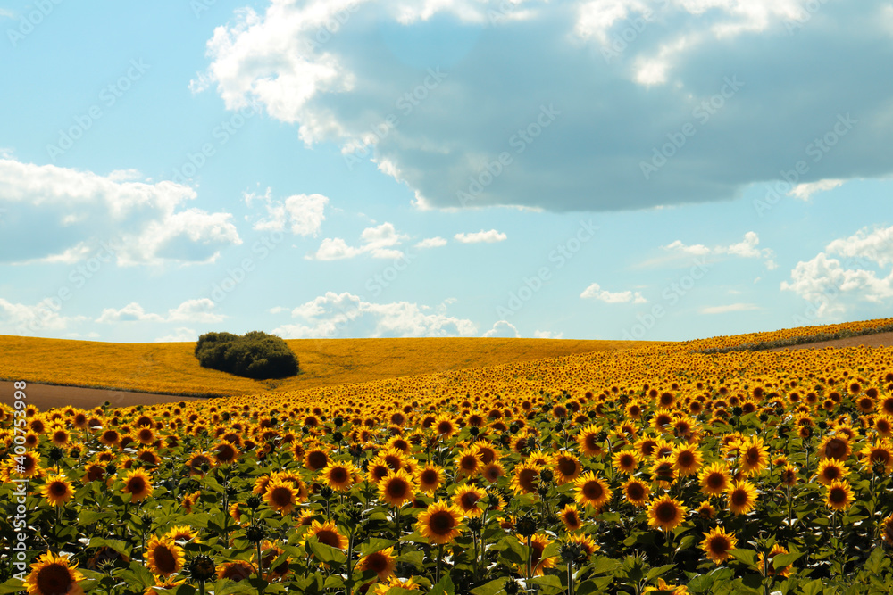 Fototapeta premium summer panorama of a farm field with sunflowers on a sunny day
