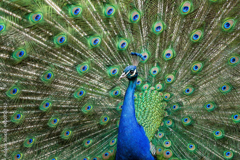 Obraz premium Indian Peacock or Blue Peacock, Pavo cristatus