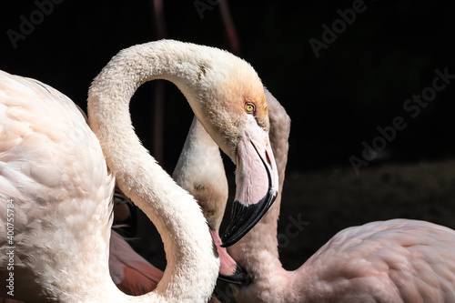 Fototapeta Naklejka Na Ścianę i Meble -  The American flamingo, Phoenicopterus ruber is a large species of flamingo