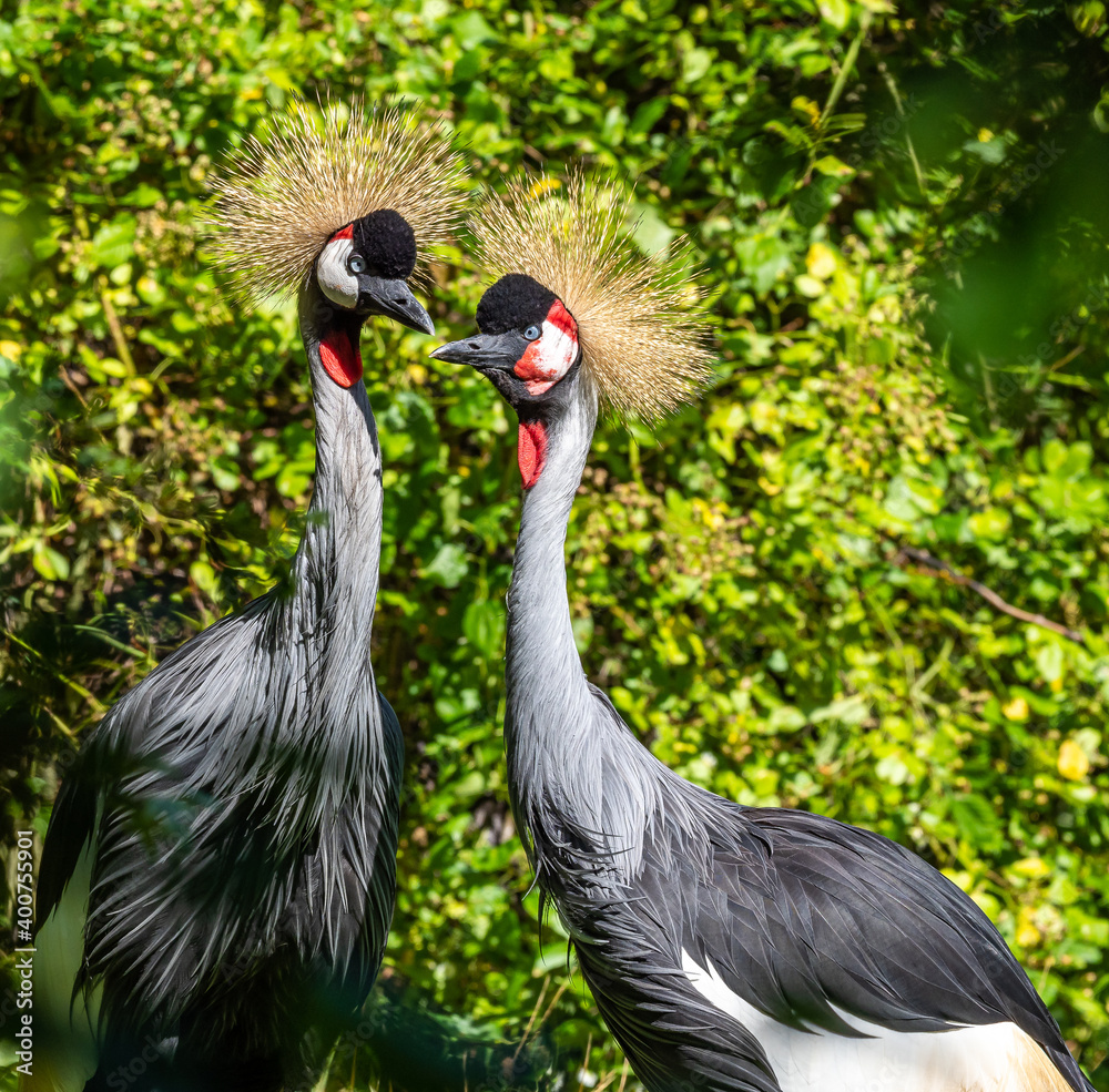 Fototapeta premium Black Crowned Crane, Balearica pavonina in a park