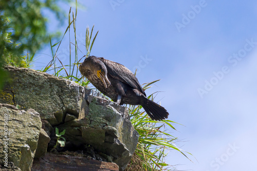 Japanese, or Ussuriian cormorant (Phalacrocorax capillatus) on the edge of a cliff on the seashore at the Russian island in Vladivostok. photo