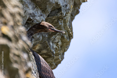 Japanese, or Ussuriian cormorant (Phalacrocorax capillatus) on the edge of a cliff on the seashore at the Russian island in Vladivostok. photo