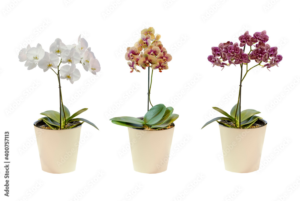 set of orchid flowers in pots isolated on white