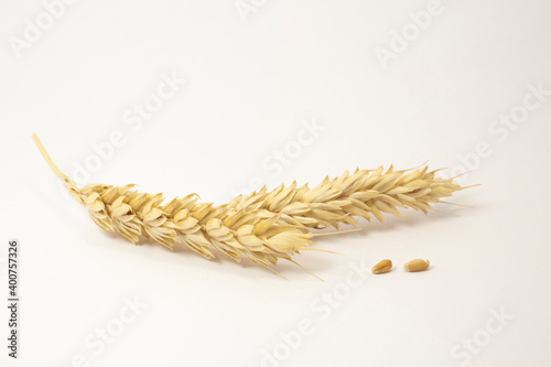 golden ripe wheat on white isolated background