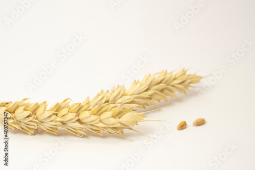 golden ripe wheat on white isolated background