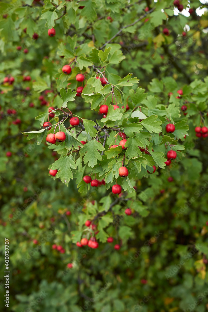 Crataegus monogyna 