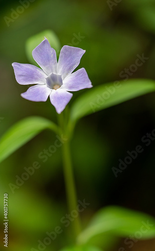 Close-up of tiny bluish Shamrock flower (Oxalis violacea) on unfocused green background.