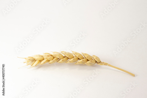 ripe ears of wheat on a white isolated background. isolated golden wheat with copy space