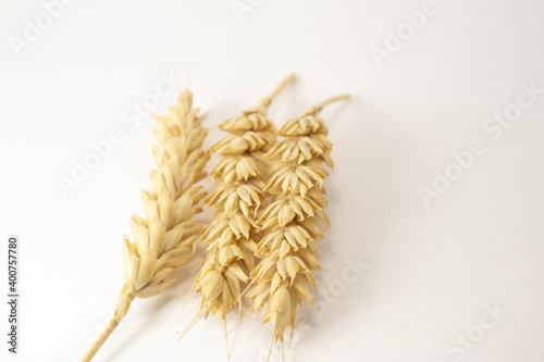 ripe ears of wheat on a white isolated background. isolated golden wheat with copy space