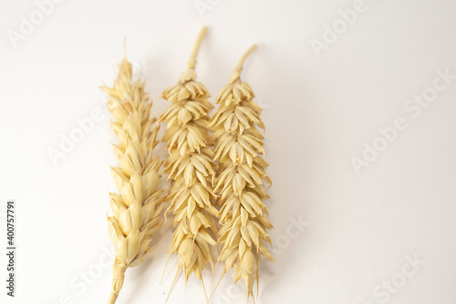 ripe ears of wheat on a white isolated background. isolated golden wheat with copy space