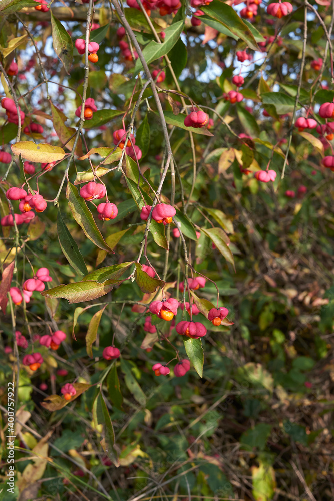 Euonymus europaeus Euonymus europaeus