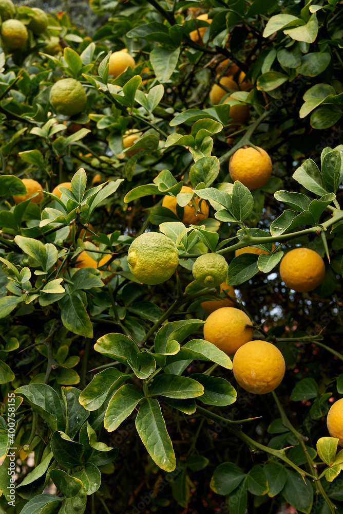 Poncirus trifoliata